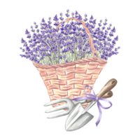 Lavender in basket with garden tools. Flowers bouquet in vintage wicker bag, trowel and rake. Hand drawn watercolor illustration of Provence spring herb Isolated template for card, tableware, textile. png