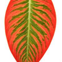 Aglaonema leaf elongated oval leaf with green and red variegation and prominent veins Aglaonema Red png