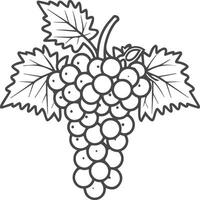 Grapes coloring pages for coloring book. Grapes fruits line art vector