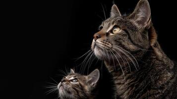 Andean mountain cat and kitten portrait with text space, object for context and design integration photo