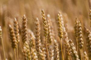 orejas de trigo en un cereal campo en verano, vástago y grano foto