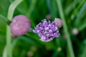 cebollín en flor y con brotes, allium Schoenoprasum foto