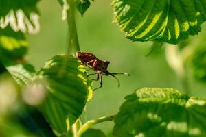 Dock leaf bug, heteropteran insect, bug of the coreidae family, coreus marginatus photo