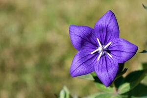 Purple platycodon flower outdoors, campanula, platycodon grandiflorus photo