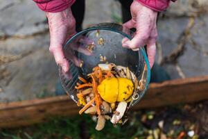 Person who put in a composter some kitchen waste like vegetables, fruits, eggshell, coffee grounds in order to sort and make bio fertilizer photo