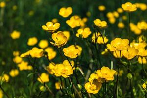 botón de oro o progresivo botón de oro en un jardín en primavera, ranúnculo repens foto