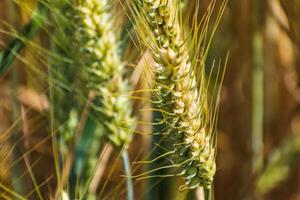 orejas de trigo en un cereal campo en verano, vástago y grano foto