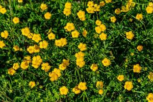 Buttercup or creeping buttercup in a garden in spring, ranunculus repens photo