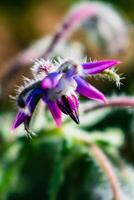 Borage flower for cooking, salad, soup, herbal infusion, borago officinalis photo