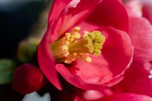 rosado japonés membrillo flor cabeza, chaenomeles rosal japonés, malus floribunda foto