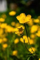 Buttercup or creeping buttercup in a garden in spring, ranunculus repens photo