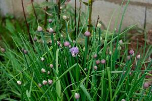 cebollín en flor y con brotes, allium Schoenoprasum foto