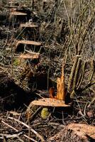 Cut tree trunks, dead fir to produce biomass, deforestation scene in rural landscape photo