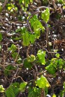 Twisted hazel tree in spring with wavy branches and growing foliage, corylus avellana contorta photo