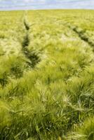 Beautiful green barley field in midsummer with lots of sunshine and blue sky, hordeum photo