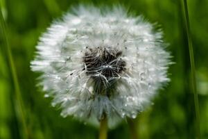 Dandelion flower with achenes, mindfulness and meditation concept, taraxacum photo