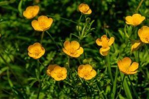 botón de oro o progresivo botón de oro en un jardín en primavera, ranúnculo repens foto