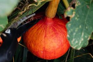 Red kuri squash or onion squash in an ecological garden, cucurbita maxima photo