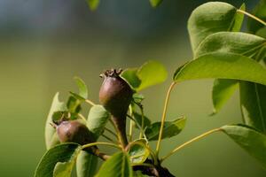 Small ovaries of pear fruit on a young william pear tree in orchard, flowers has just turned into fruit, pyrus communis photo