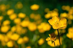Buttercup or creeping buttercup in a garden in spring, ranunculus repens photo