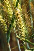 orejas de trigo en un cereal campo en verano, vástago y grano foto