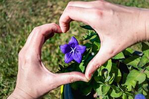 Purple platycodon flower outdoors, campanula, platycodon grandiflorus photo