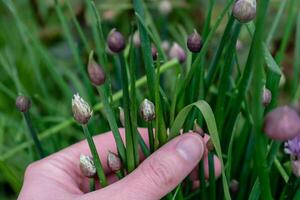 cebollín en flor y con brotes, allium Schoenoprasum foto