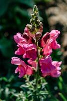 boca de dragón flores en el jardín, antirrino majus, rosado flor cabeza y borroso antecedentes foto