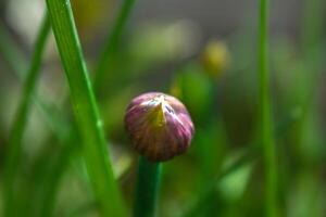 Chives in flower and with buds, allium schoenoprasum photo