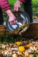 persona quien poner en un compostador algunos cocina residuos me gusta verduras, frutas, cáscara de huevo, café jardines en orden a ordenar y hacer bio fertilizante foto