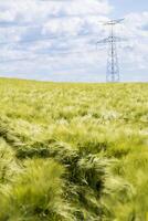 Beautiful green barley field in midsummer with lots of sunshine and blue sky, hordeum photo