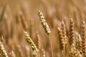 Ears of wheat in a cereal field in summer, stem and grain photo