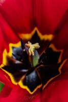 rojo tulipán en un jardín en primavera, amor y salud cuidado concepto, tulipa foto