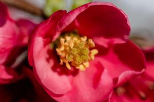 Pink japanese quince flower head, chaenomeles japonica, malus floribunda photo