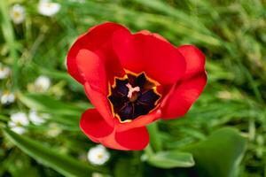 Red tulip in a garden in spring, love and health care concept, tulipa photo