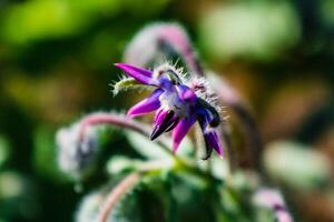 Borage flower for cooking, salad, soup, herbal infusion, borago officinalis photo