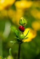 botón de oro con mariquita en un jardín en primavera, ranúnculo repens foto