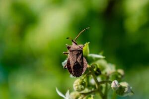 muelle hoja bicho, heteróptero insecto, error de el Coreidae familia, coreus marginatus foto