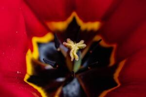 rojo tulipán en un jardín en primavera, amor y salud cuidado concepto, tulipa foto