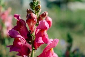 boca de dragón flores en el jardín, antirrino majus, rosado flor cabeza y borroso antecedentes foto