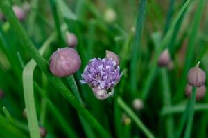 cebollín en flor y con brotes, allium Schoenoprasum foto