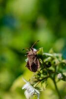 muelle hoja bicho, heteróptero insecto, error de el Coreidae familia, coreus marginatus foto