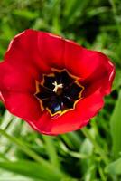 Red tulip in a garden in spring, love and health care concept, tulipa photo