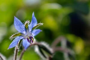 Borage flower for cooking, salad, soup, herbal infusion, borago officinalis photo