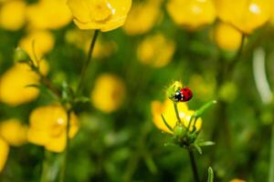 Buttercup with ladybug in a garden in spring, ranunculus repens photo