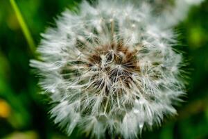 Dandelion flower with achenes, mindfulness and meditation concept, taraxacum photo