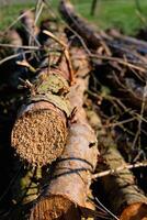 Cut tree trunks, dead fir to produce biomass, deforestation scene in rural landscape photo