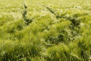 Beautiful green barley field in midsummer with lots of sunshine and blue sky, hordeum photo