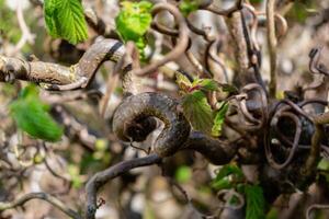 Twisted hazel tree in spring with wavy branches and growing foliage, corylus avellana contorta photo