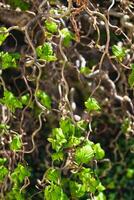 Twisted hazel tree in spring with wavy branches and growing foliage, corylus avellana contorta photo